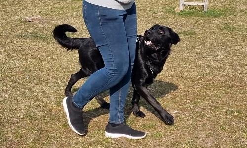 Sort hund springer glad op til ejer under hilse pænt træning