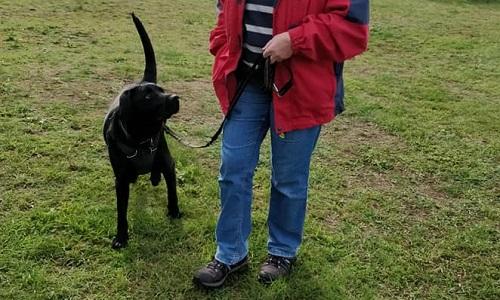 Sort labrador giver rolig kontakt til ejer i snor
