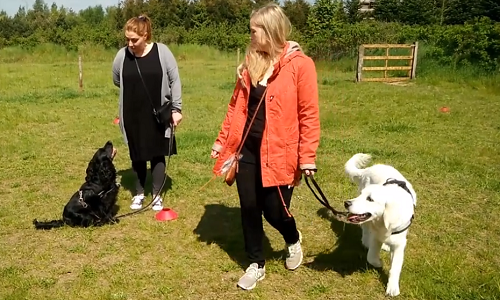 To hundeejere går med deres hunde på træningsplads under rolige gåture kursus