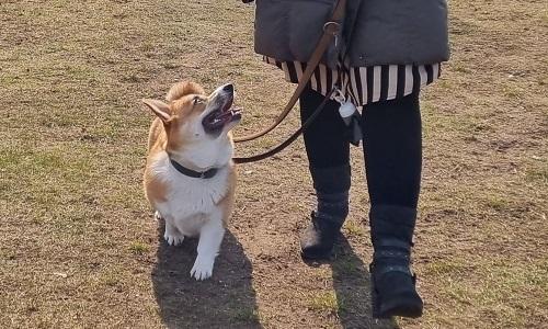 Corgi i snor giver glad kontakt til ejer under træning