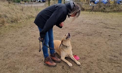 Kvinde bøjer sig ned mod glad labrador der kigger op under hilse pænt træning