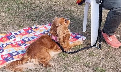 Cavalier King Charles spaniel ligger afslappet på tæppe under ro øvelse