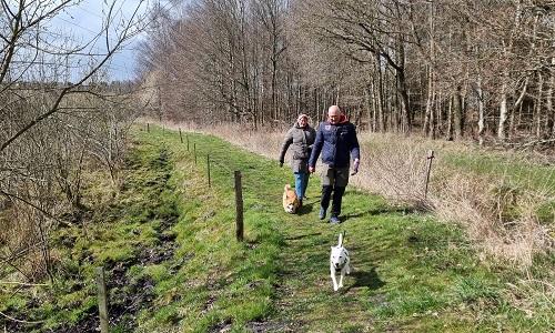 Par går med hunde på grøn skovsti under rolig gåtur