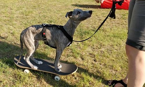Whippet hvalp står på skateboard under tricks træning