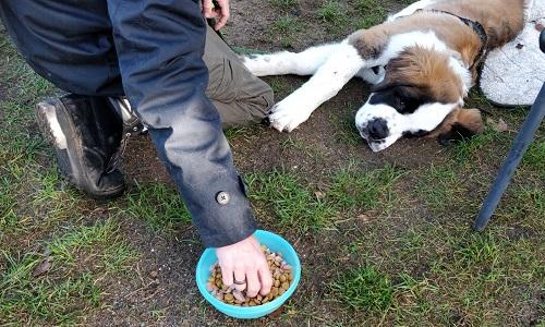 Stor Sankt Bernhard hvalp ligger afslappet med godbidskål ved siden