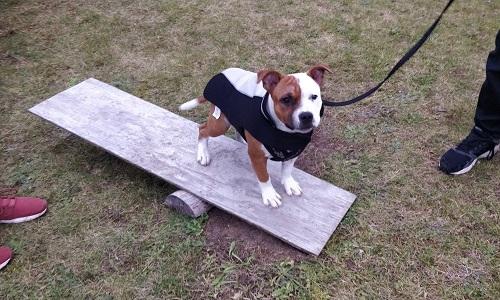Amstaff hvalp med jakke på står på vippe under miljøtræning