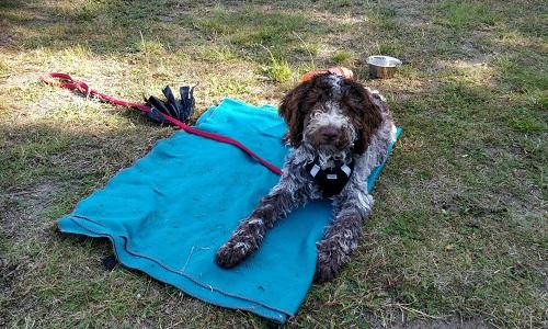 Lagotto romagnolo unghund ligger roligt på tæppe under fortsætterhold