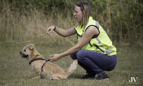 Hundetræner giver godbid til lille hund der ligger på græsset