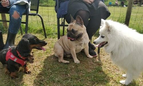 Tre hunde sidder roligt i skyggen sammen med ejere under pause