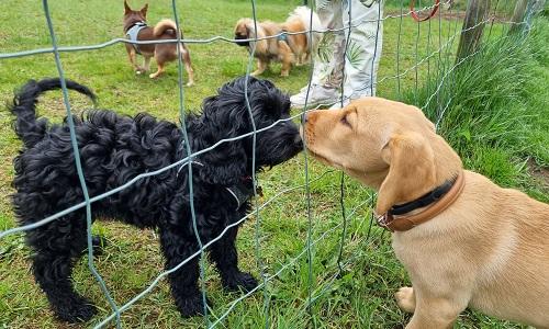 Hunde hilser på hinanden gennem hegn under kontrolleret socialisering