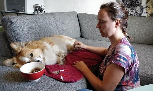 Kvinde øver tryg potehåndtering med sin hund i sofaen