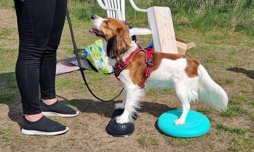 Hund balancerer med forpoter og bagpoter på balancepuder under træning