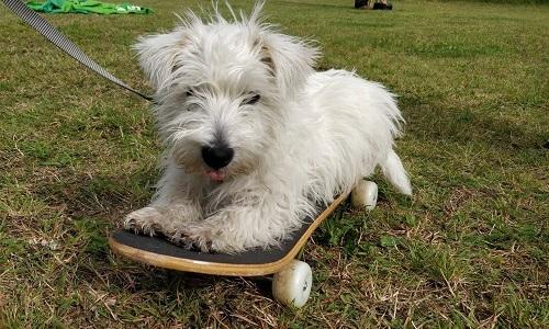 Hvid terrier ligger på skateboard under tricks og sjov træning