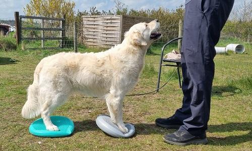 Golden retriever med forpoter på balancepude under fitness træning