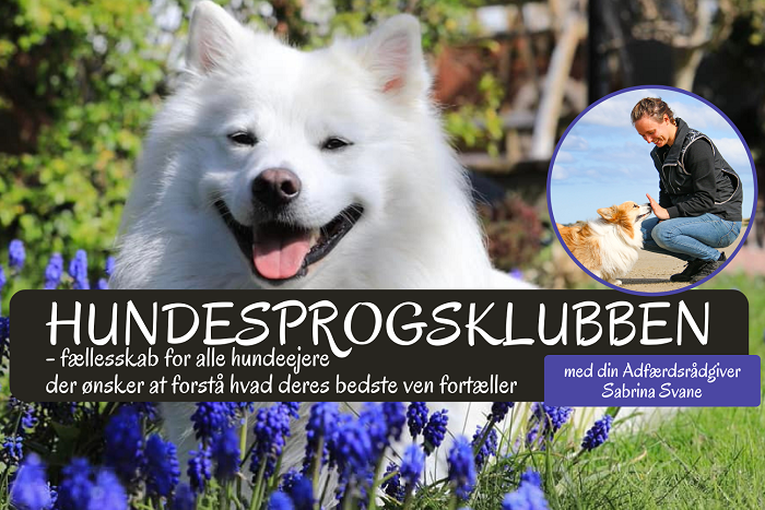 Hundesprogsklubben - fællesskab for hundeejere med Sabrina Svane