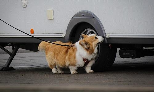Corgi snuser ved campingvogn under Nose Work træning