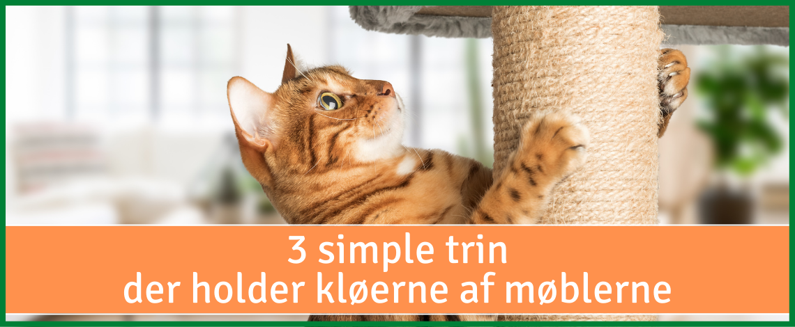 Forside til e-bog om kattekradsning med kat ved kradsetræ