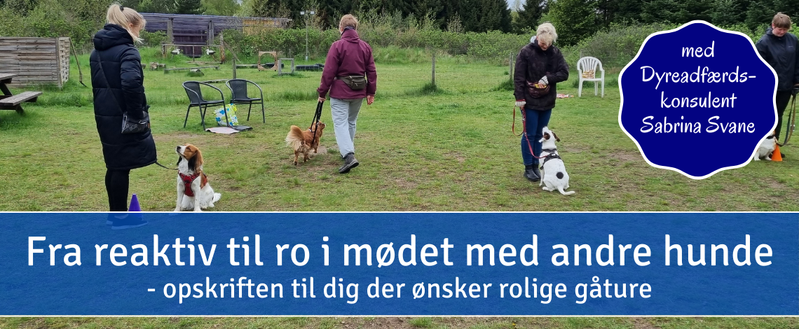 Forside til webinar om rolige gåture med hund