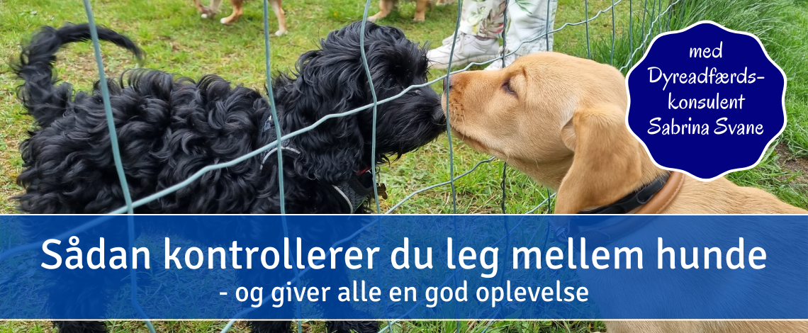 Coverbillede for webinar om kontrolleret hundeleg