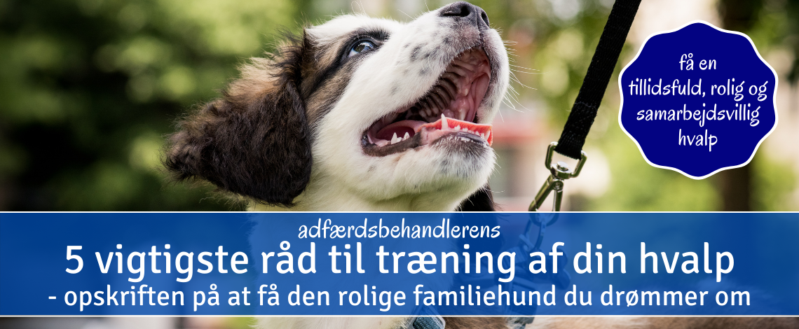Forside til e-bog om hvalpetræning med glad border collie hvalp