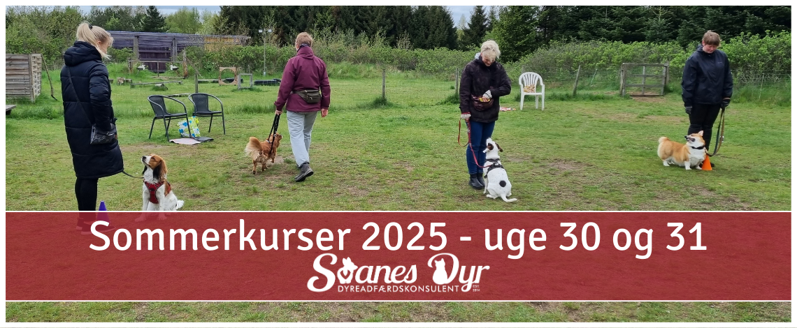 Gruppe af hundeejere med deres hunde på træningsplads med teksten Sommerkurser 2025
