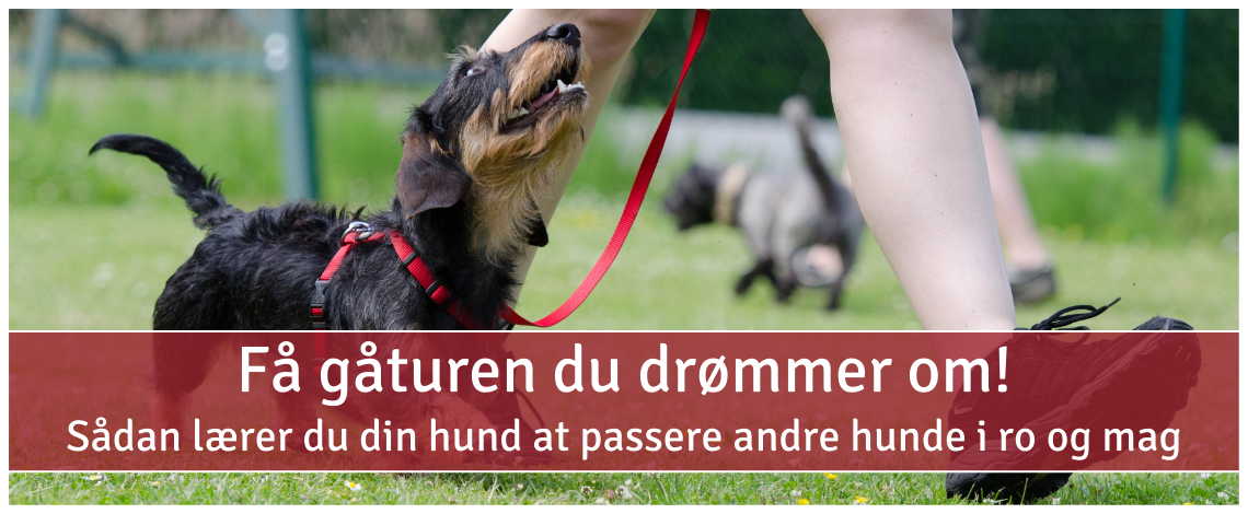 Forside til online kursus om rolige gåture med hund