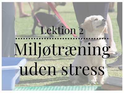 Lektion 2 om miljøtræning uden stress