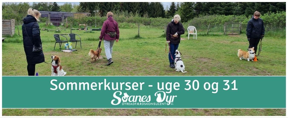 Gruppe af hundeejere med deres hunde på træningsplads med teksten Sommerkurser uge 30 og 31