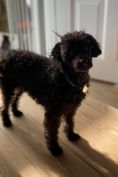 Sanne og hendes hund Karla der har fået succes med gåturene
