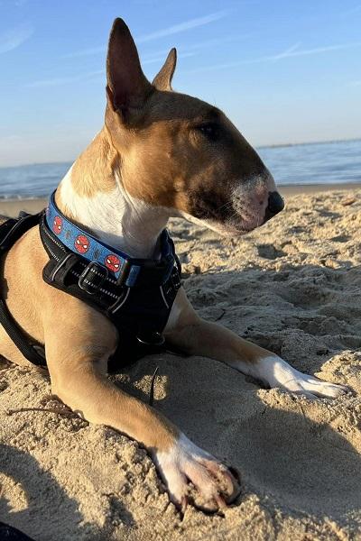 Katrine og hendes hund der er blevet mere afslappet på gåture
