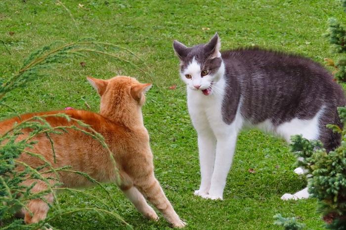 Kat der kigger nysgerrigt mod kameraet