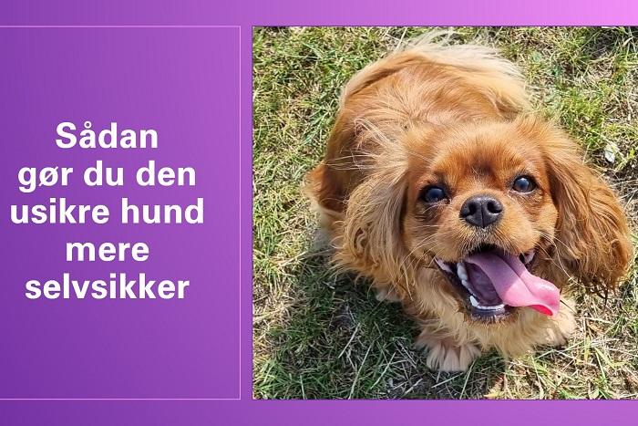Cavalier King Charles Spaniel med tungen ud på græsplæne med teksten Sådan gør du den usikre hund mere selvsikker