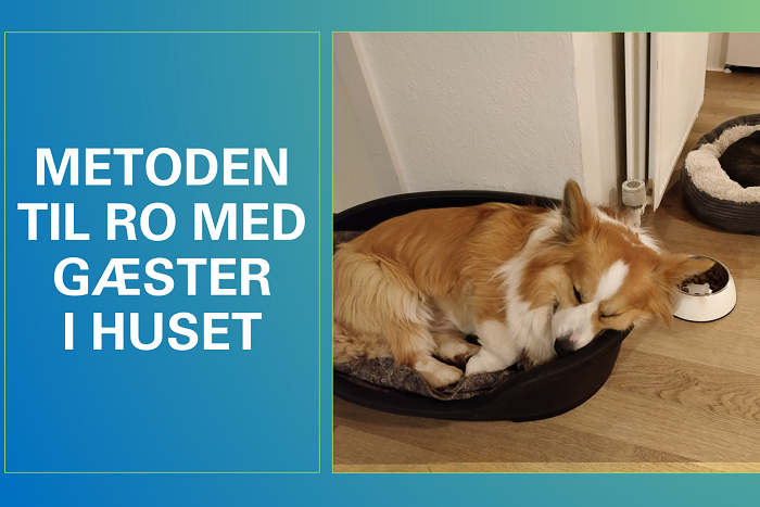 Corgi ligger afslappet i sin kurv med teksten Metoden til ro med gæster i huset