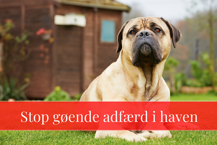 Mastiff sidder i haven med teksten Stop gøende adfærd i haven