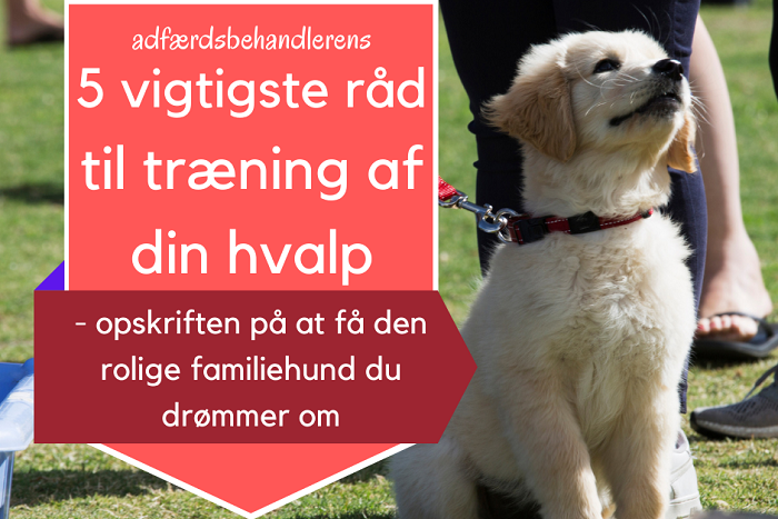 Golden retriever hvalp kigger op på ejer med teksten 5 vigtigste råd til træning af din hvalp