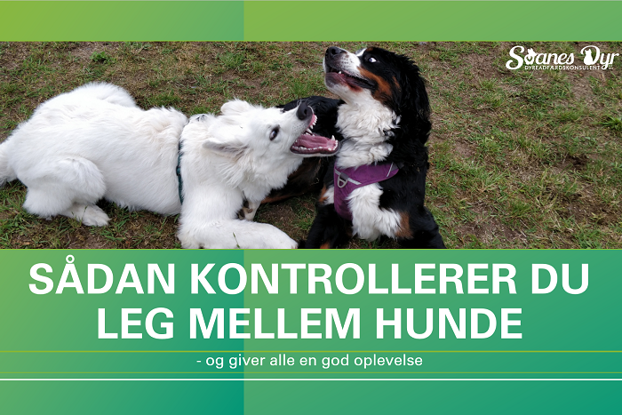 Hvid samojed og berner sennenhund leger på græs med teksten Sådan kontrollerer du leg mellem hunde