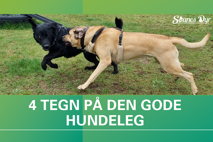 Sort og gul labrador leger sammen på græs med teksten 4 tegn på den gode hundeleg