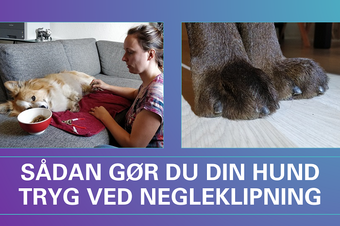 Kvinde giver godbid til hund på sofa og nærbillede af hundepote med teksten Sådan gør du din hund tryg ved negleklipning