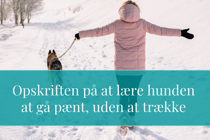 Kvinde i lyserød jakke går med hund i snelandskab med teksten Opskriften på at lære hunden at gå pænt uden at trække
