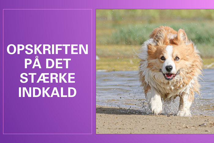Glad hund løber gennem vand med teksten Opskriften på det stærke indkald