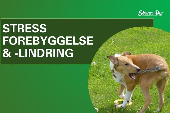 Hund klør sig selv på græsplæne med teksten Stress forebyggelse og lindring