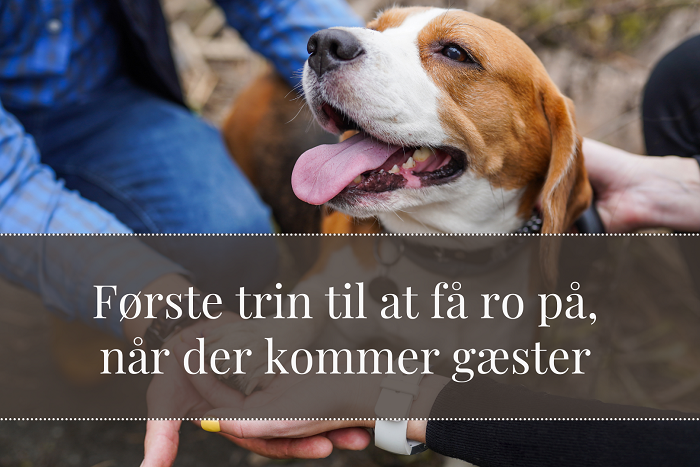 Beagle hilser på person udendørs med teksten Første trin til at få ro på når der kommer gæster